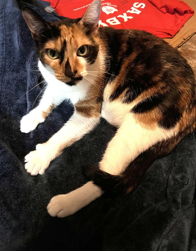 An adult medium-sized female Domestic Short Hair cat named Luke Chan for adoption in Philadelphia, PA
