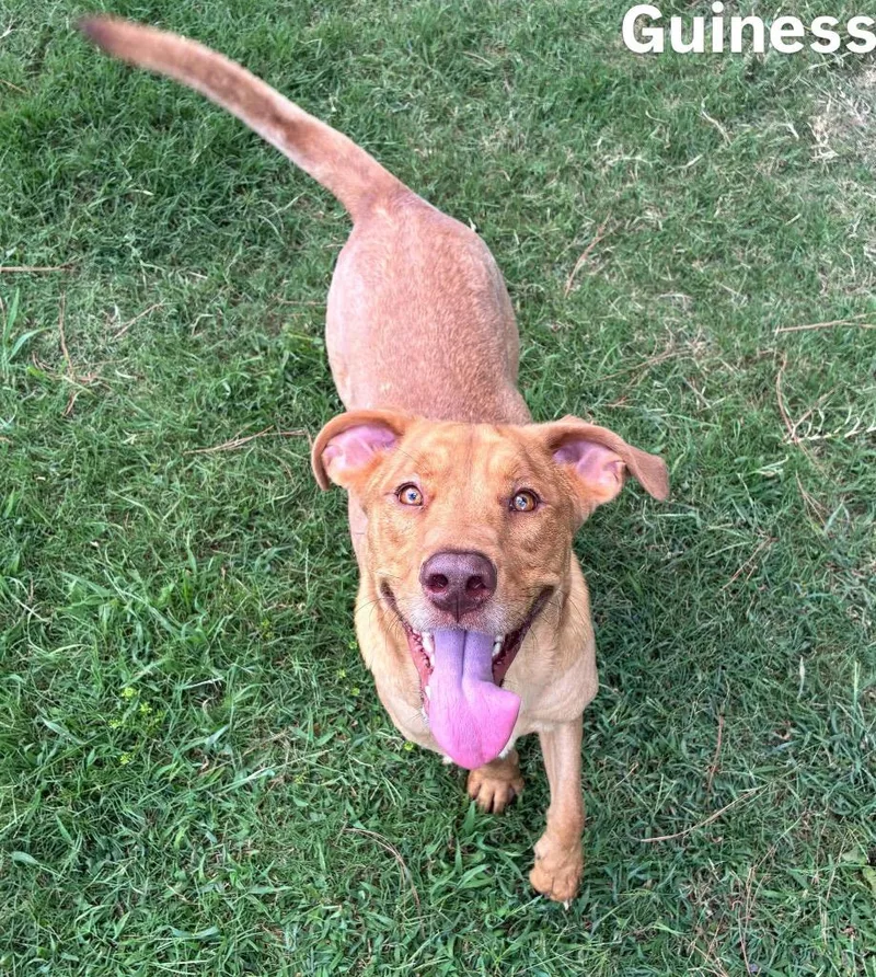 A young medium-sized male Rhodesian Ridgeback dog named Guiness for adoption in Little Rock, AR