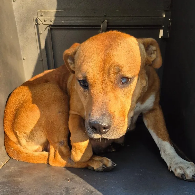 An adult medium-sized female Yellow / Tan / Blond / Fawn Terrier dog named Macy for adoption in Montgomery, AL