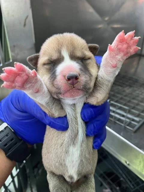 A baby large-sized male Mixed Breed dog named Bleu for adoption in Dallas, TX