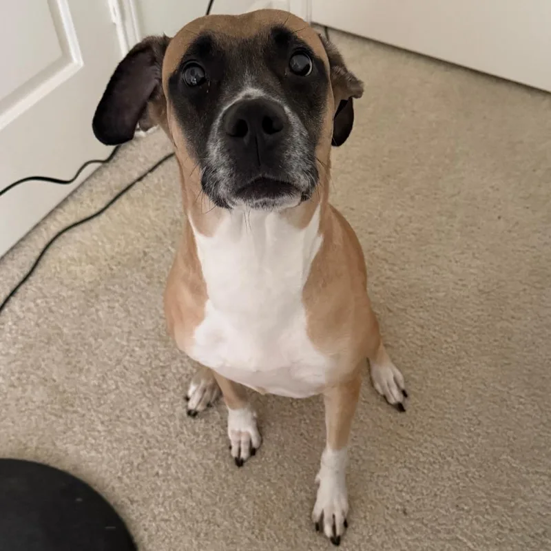 An adult medium-sized female Yellow / Tan / Blond / Fawn Boxer dog named Cafe for adoption in Greensboro, NC
