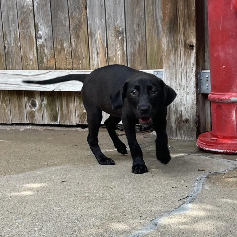 A baby small-sized female Black Labrador Retriever dog named Lolita for adoption in Tulsa, OK