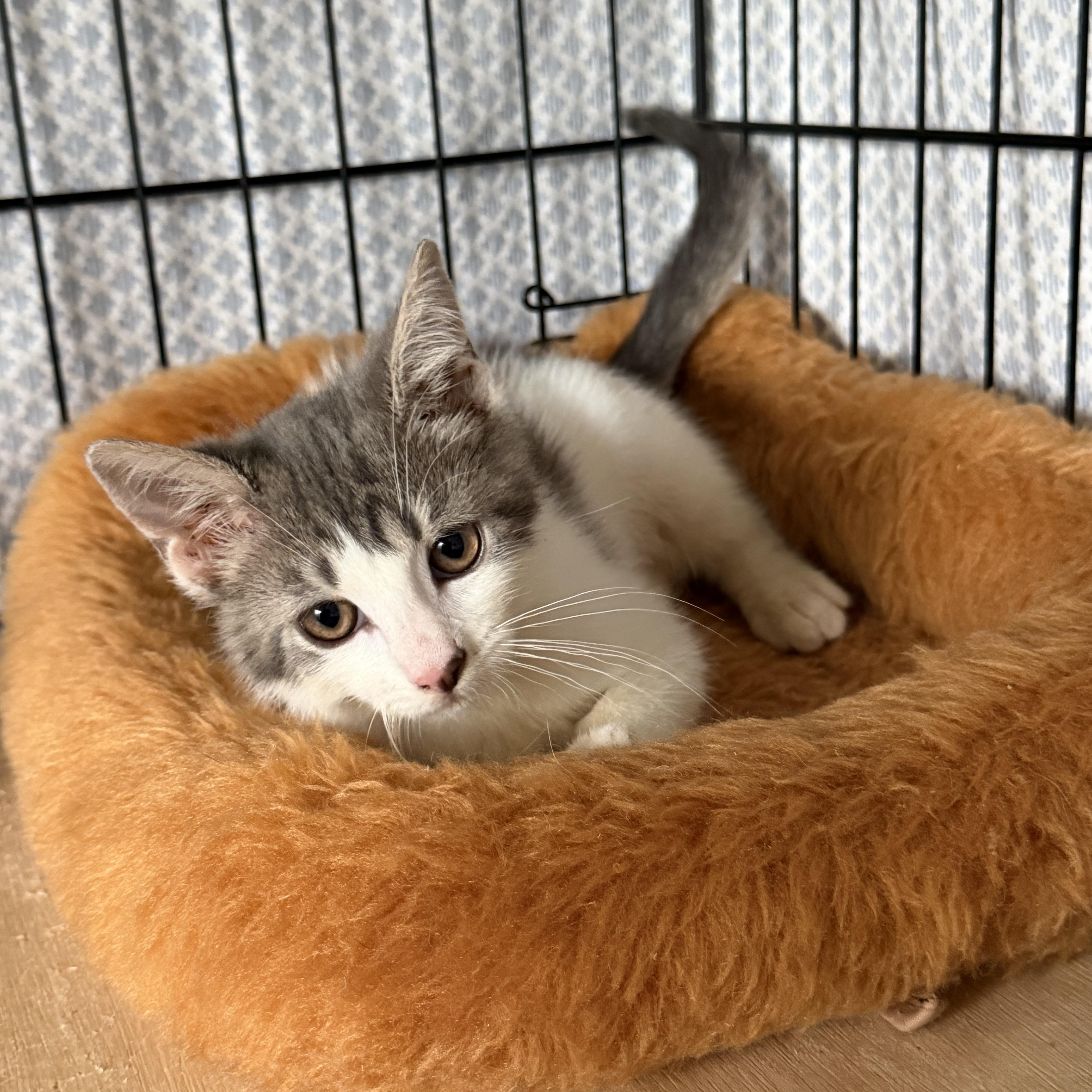 A baby small-sized male White Domestic Short Hair cat named Winston for adoption in Manorville, NY