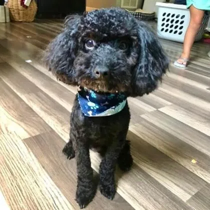 An adult small-sized male Poodle dog named Brigsby for adoption in Elk Grove Village, IL