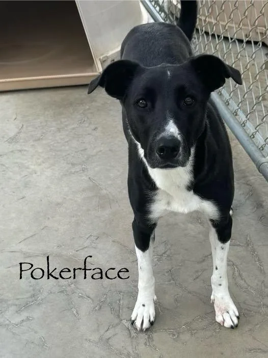 Pokerface