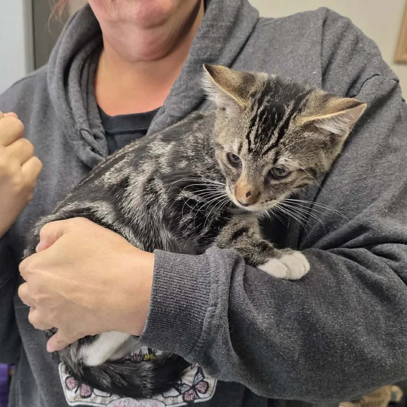 A baby small-sized male Domestic Short Hair cat named Milo for adoption in Willows, CA