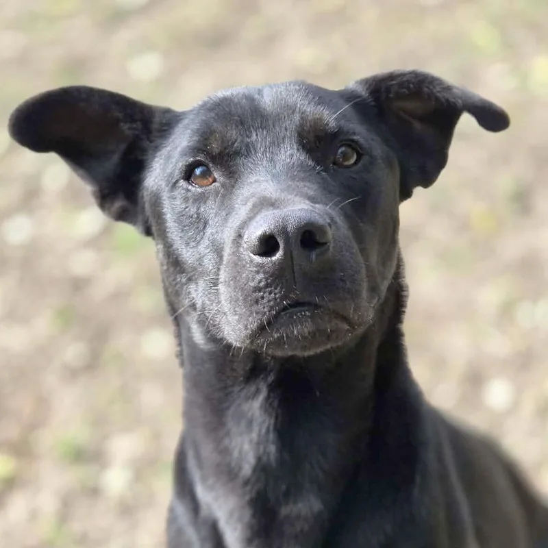 An adult medium-sized male Black Labrador Retriever dog named Andy for adoption in Anniston, AL