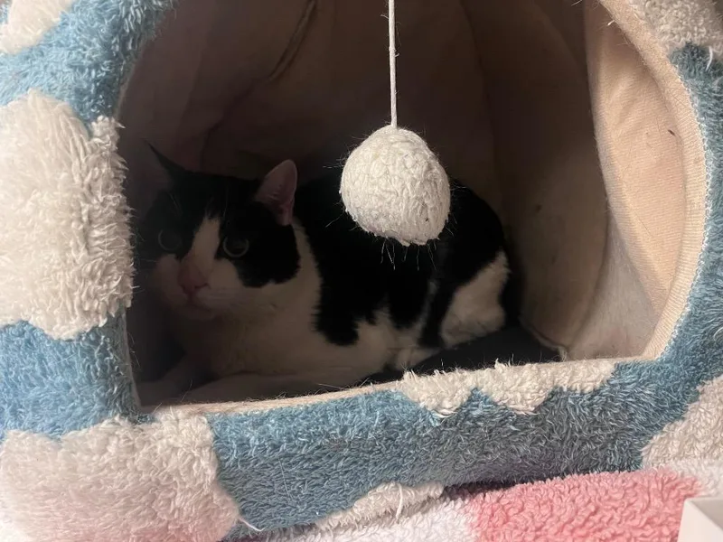 Domino
