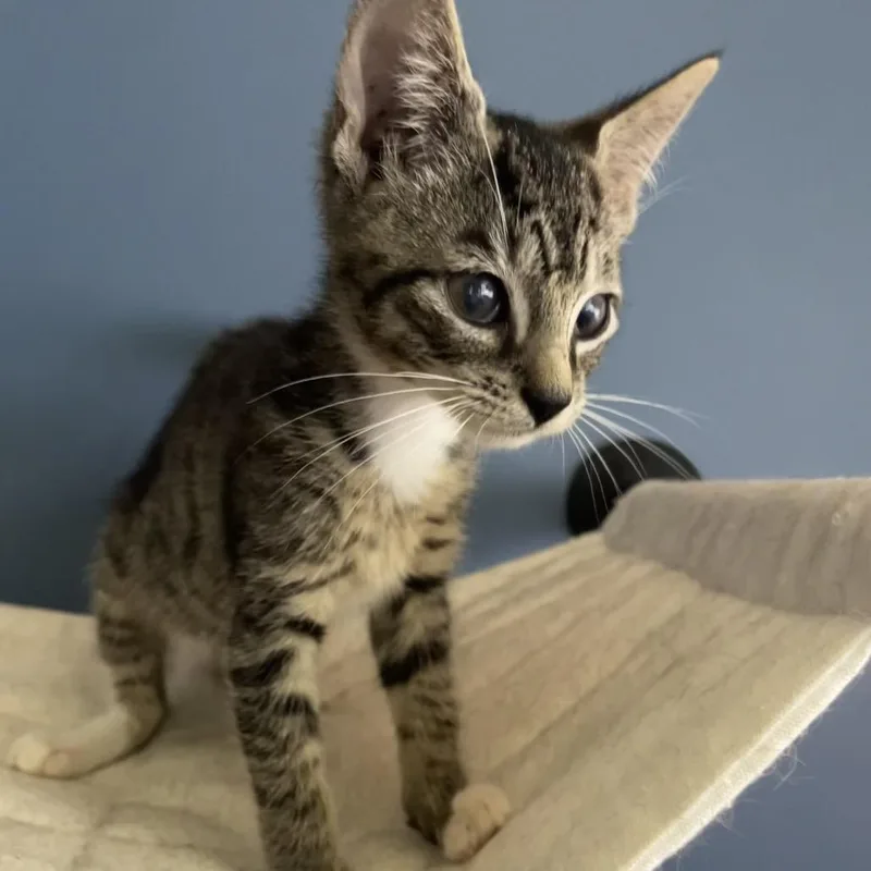 A baby small-sized male Brown / Chocolate Domestic Short Hair cat named Warcandy for adoption in Fredericksburg, VA