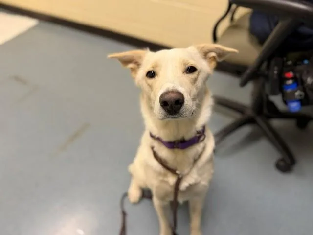 A young medium-sized female Labrador Retriever dog named Tetra for adoption in Denver, CO