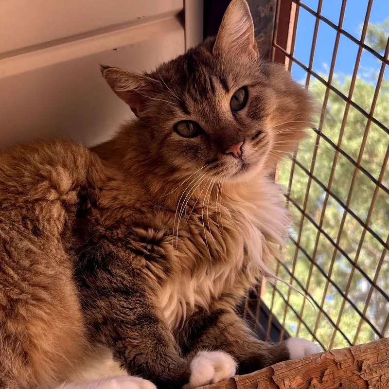 A senior medium-sized male Brown / Chocolate Domestic Medium Hair cat named Kirk for adoption in Branford, CT