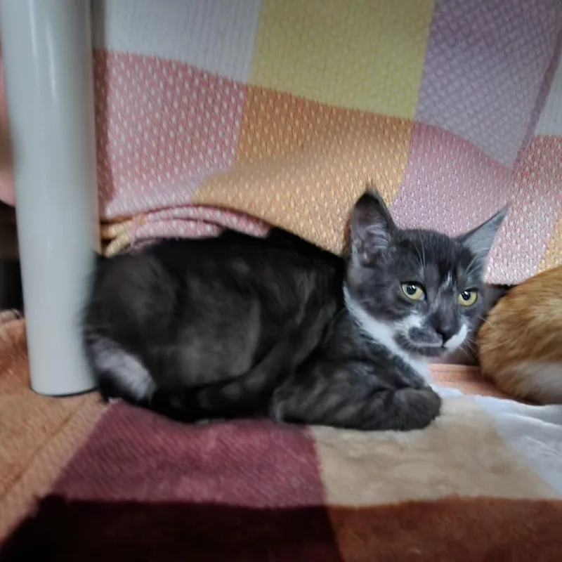 A baby small-sized female Gray / Blue / Silver Domestic Short Hair cat named Cookies and Cream for adoption in Grand Rapids, MI
