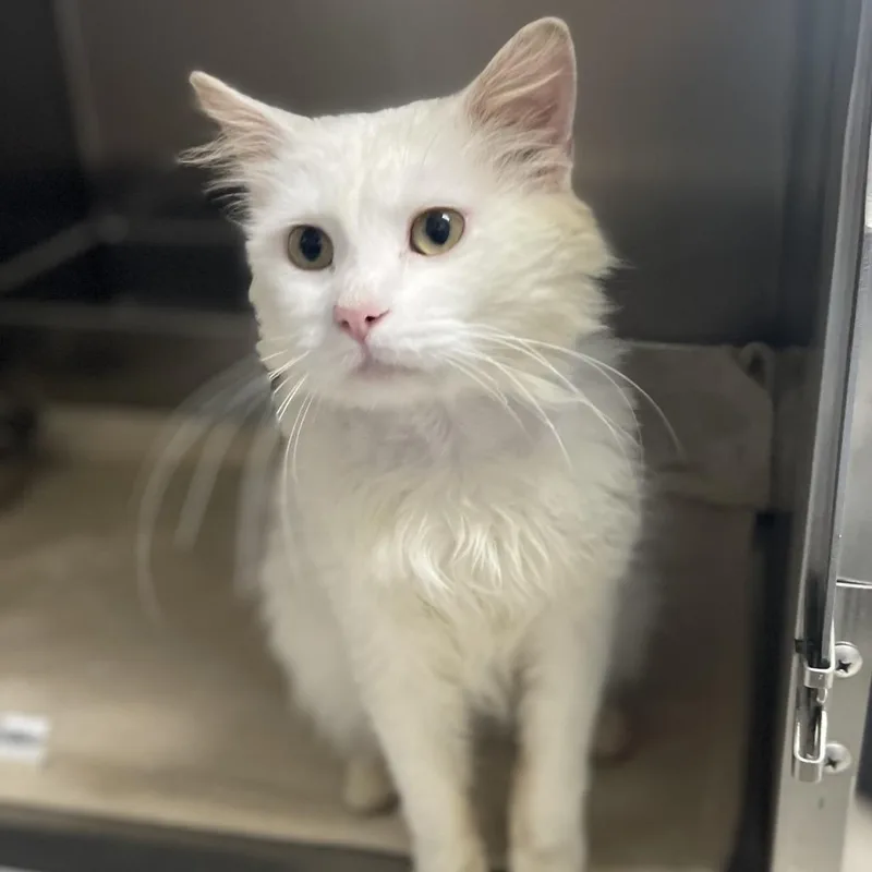 Guy Fieri thumbnail 3