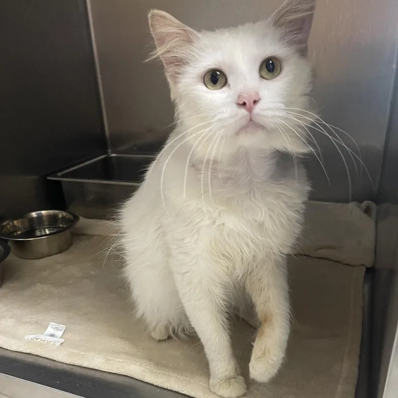 Guy Fieri thumbnail 4