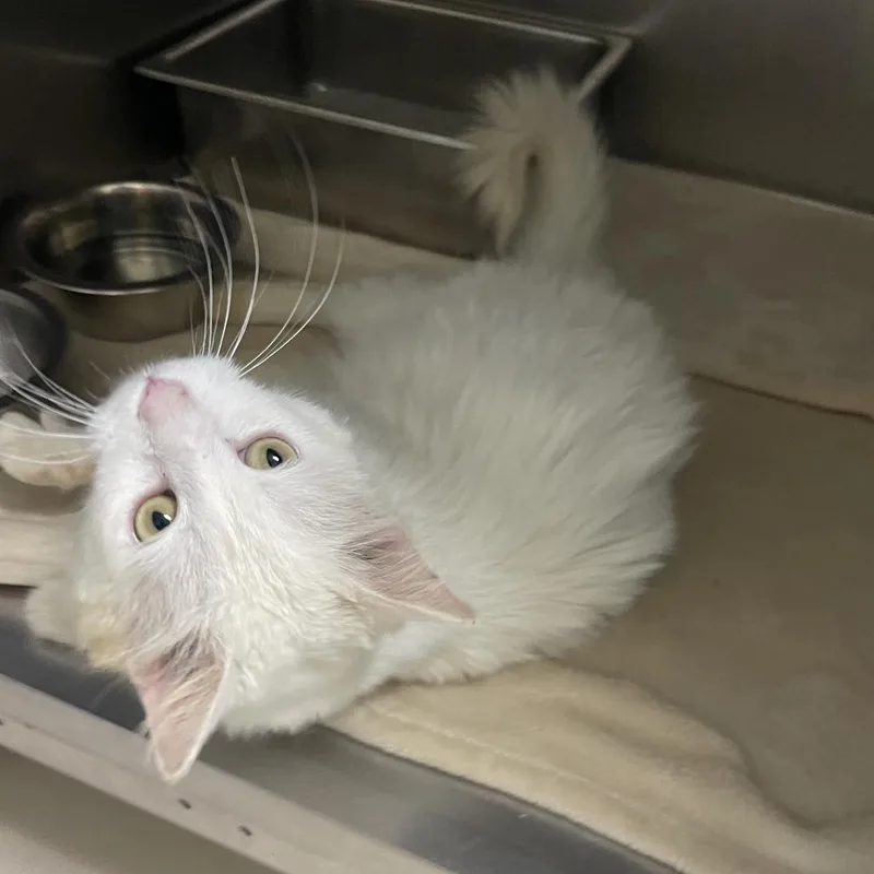 Guy Fieri thumbnail 5