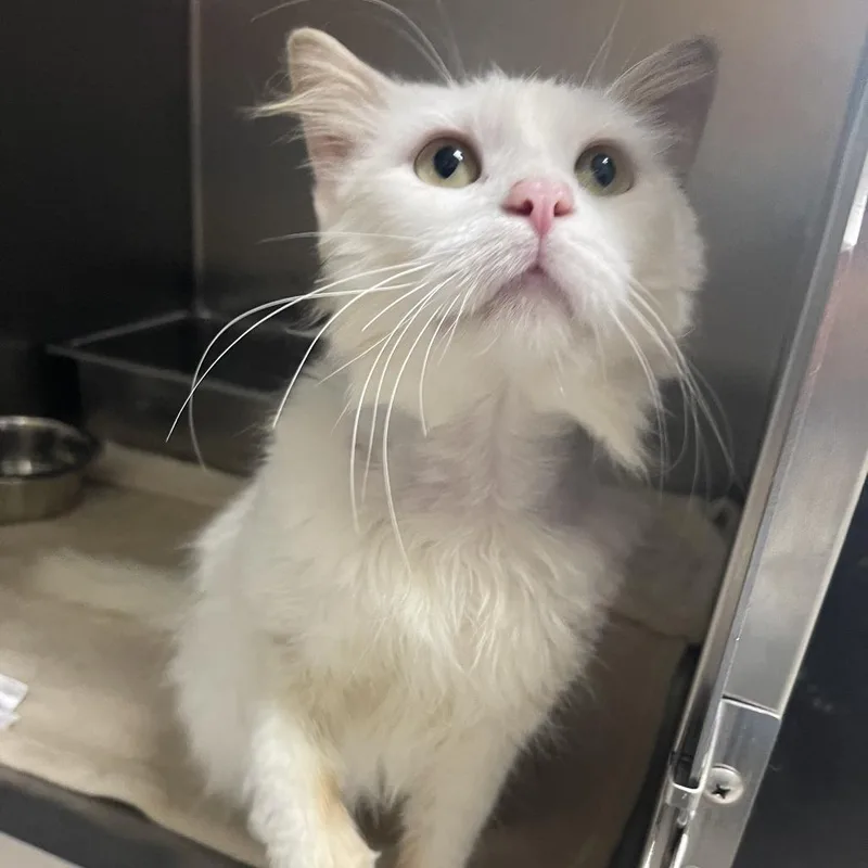 Guy Fieri thumbnail 6