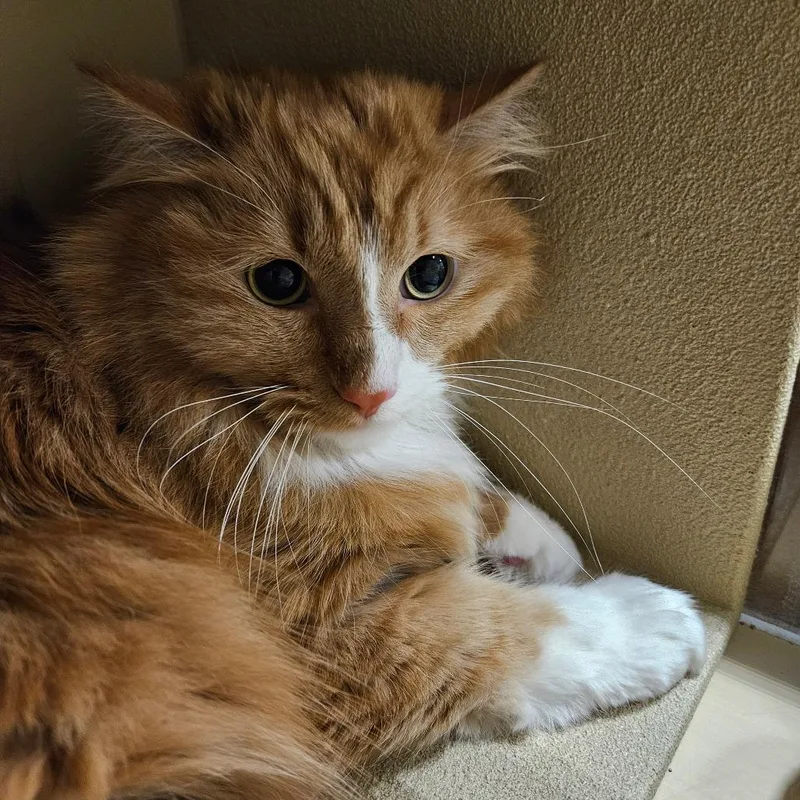 Benji