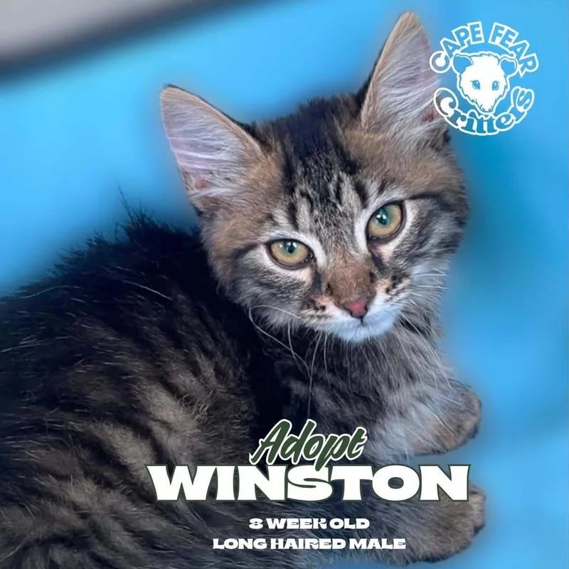 A young small-sized male Domestic Short Hair cat named Winston for adoption in Wilmington, NC