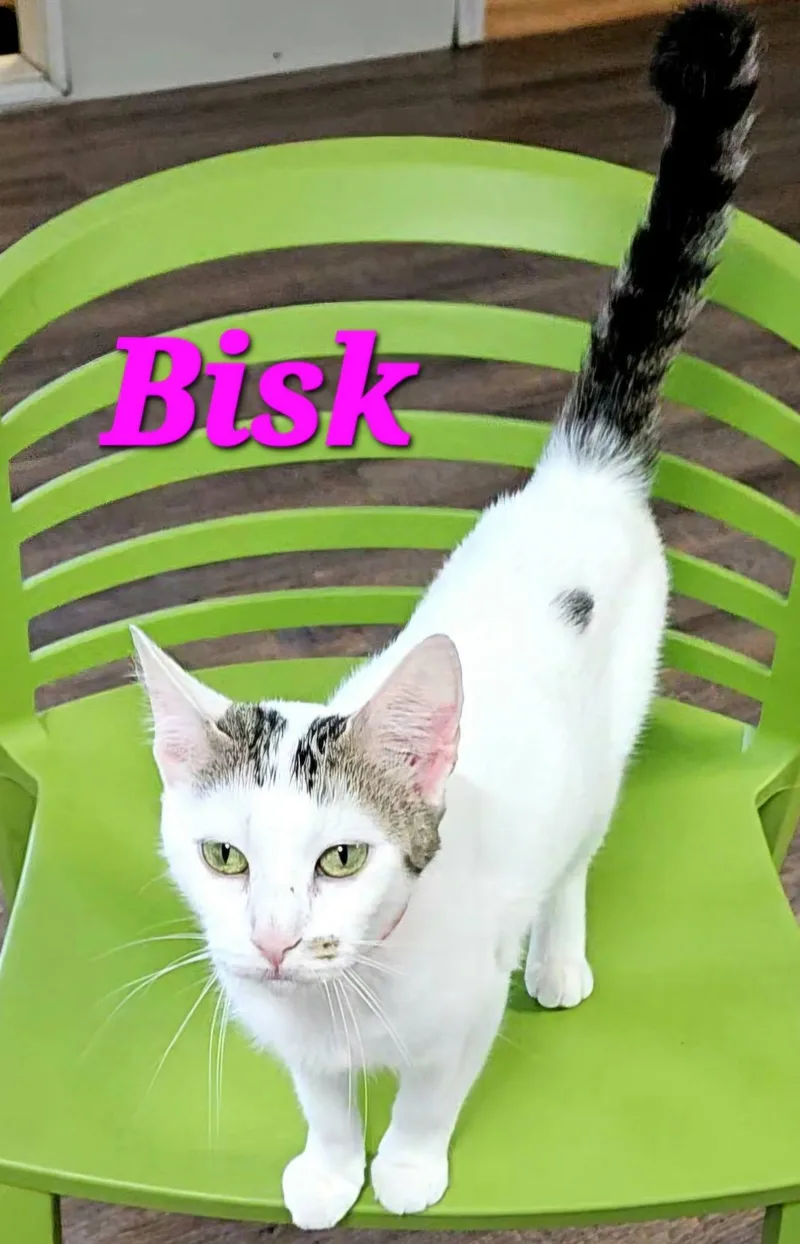 An adult medium-sized female White Domestic Short Hair cat named Bisk for adoption in Macon, GA