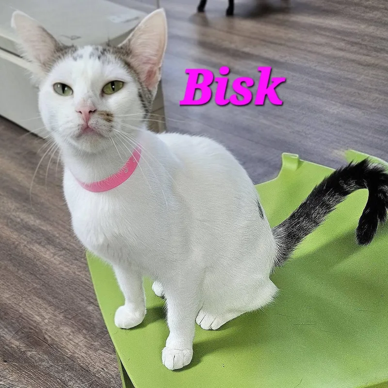 Bisk thumbnail 2