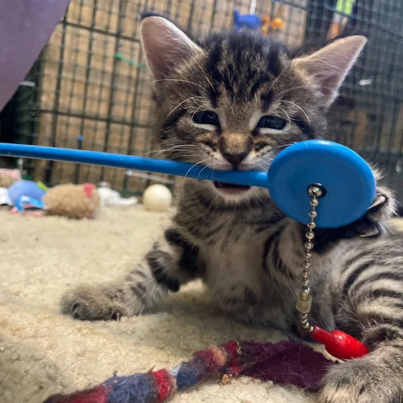 A baby medium-sized female Tabby (Tiger Striped) Domestic Medium Hair cat named Fern for adoption in Cranston, RI