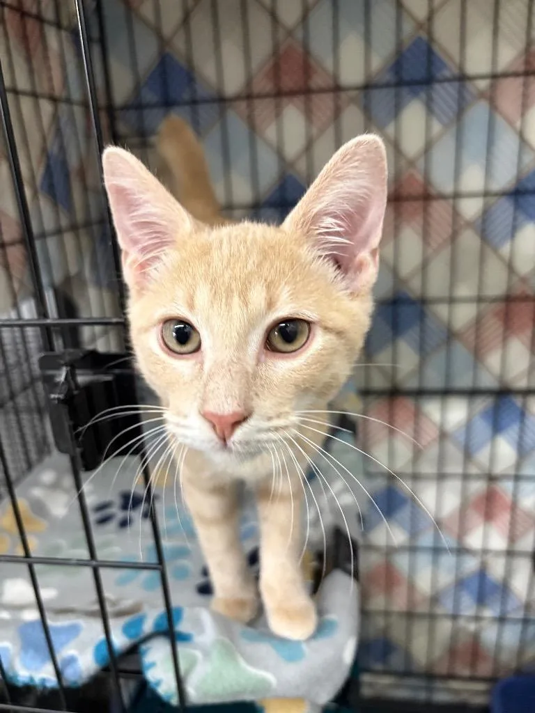 A young medium-sized male Domestic Short Hair cat named Butters for adoption in Black River Falls, WI