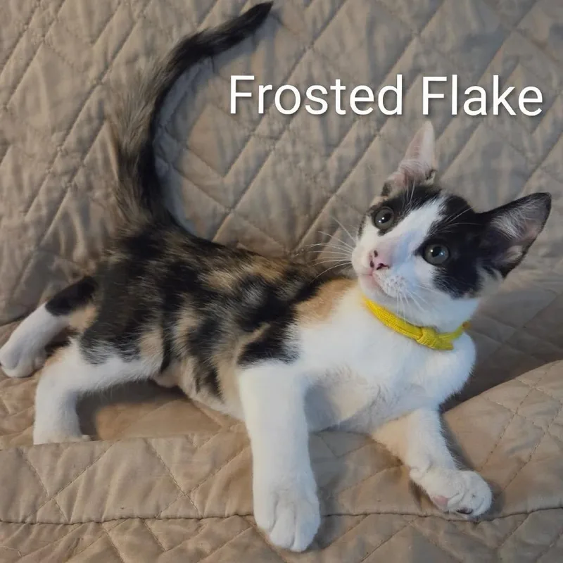 A baby small-sized female Calico Domestic Short Hair cat named Frosted Flake for adoption in Orangevale, CA