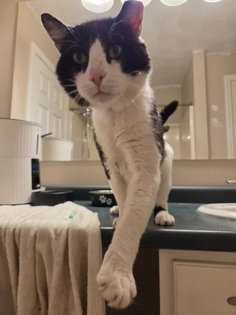 A young medium-sized male Domestic Short Hair cat named Smoothie for adoption in Pawtucket, RI