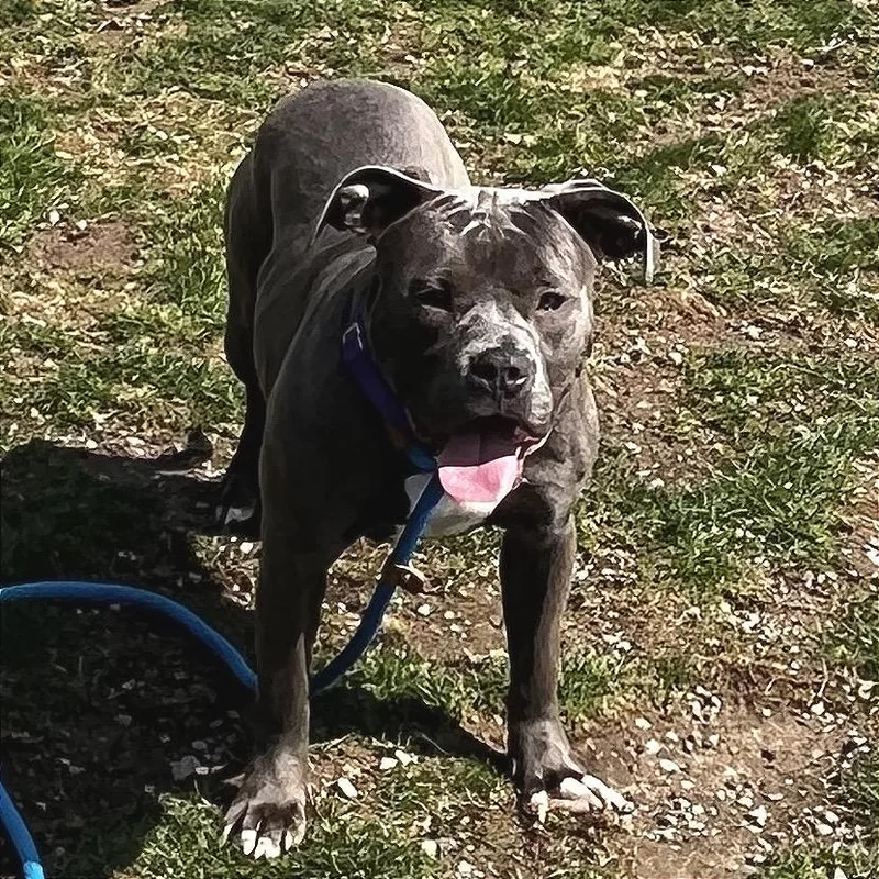 Honey Bun thumbnail 2