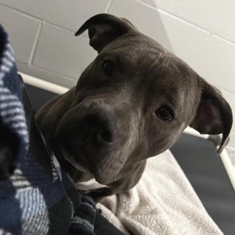 Honey Bun thumbnail 3