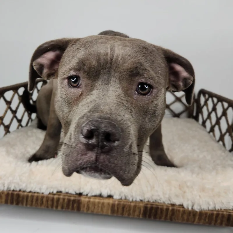 Honey Bun thumbnail 4