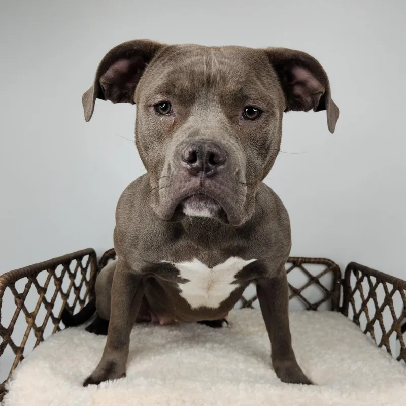 Honey Bun thumbnail 5