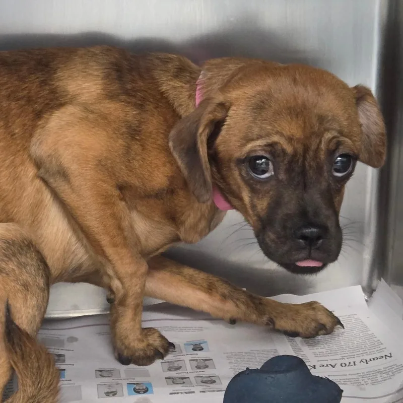 A baby small-sized female Apricot / Beige Pomeranian dog named Meela for adoption in Pawling, NY