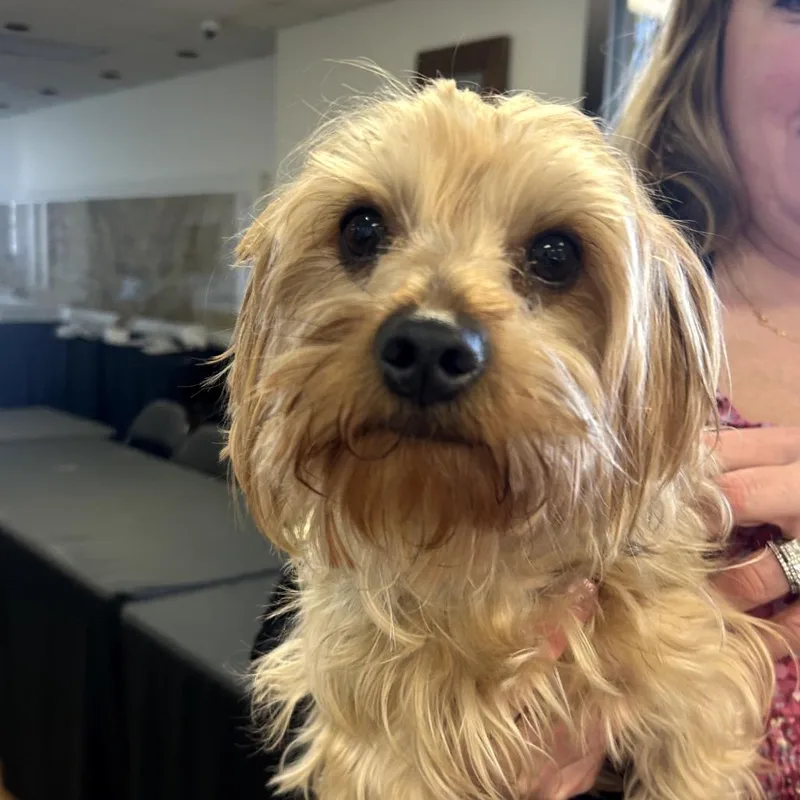 An adult small-sized male Yellow / Tan / Blond / Fawn Yorkshire Terrier dog named Vincent for adoption in Birmingham, AL
