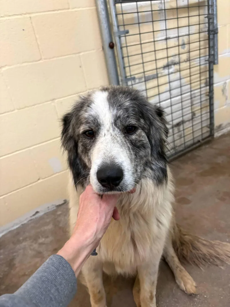 A young large-sized female White / Cream Great Pyrenees dog named Nyx for adoption in Spring, TX