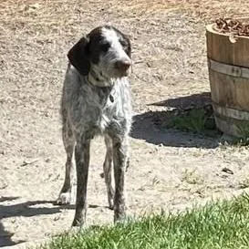 An adult small-sized female White / Cream German Wirehaired Pointer dog named Dolly for adoption in Santa Rosa, CA