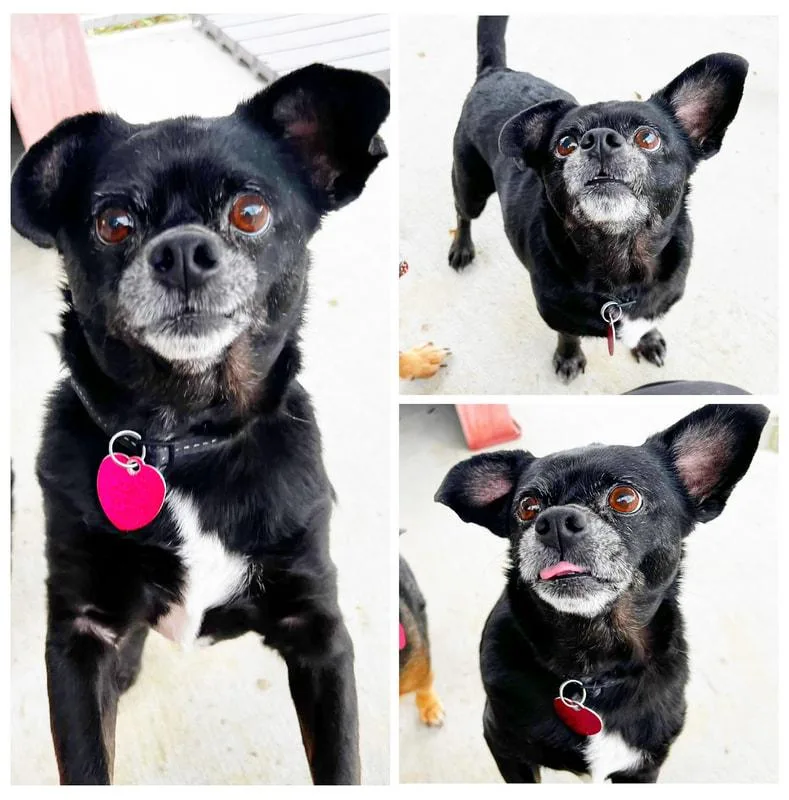 A senior small-sized male Pug dog named William for adoption in Dublin, VA