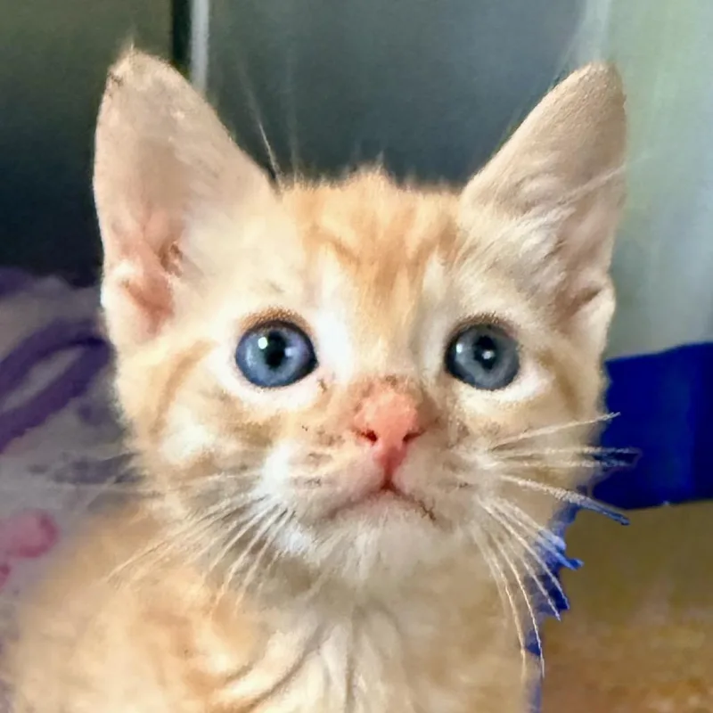 A baby small-sized male Orange / Red Domestic Short Hair cat named Gouda for adoption in Palm Springs, CA