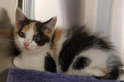 A young large-sized female Domestic Short Hair cat named Calico Critter for adoption in Kansas City, MO