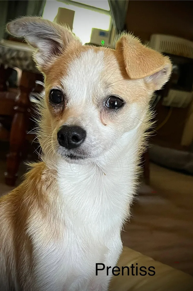 A young small-sized male Chihuahua dog named Prentiss Gatlin for adoption in Saunderstown, RI