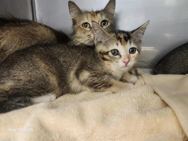 A baby small-sized female Domestic Short Hair cat named Astoria for adoption in Santa Cruz, CA