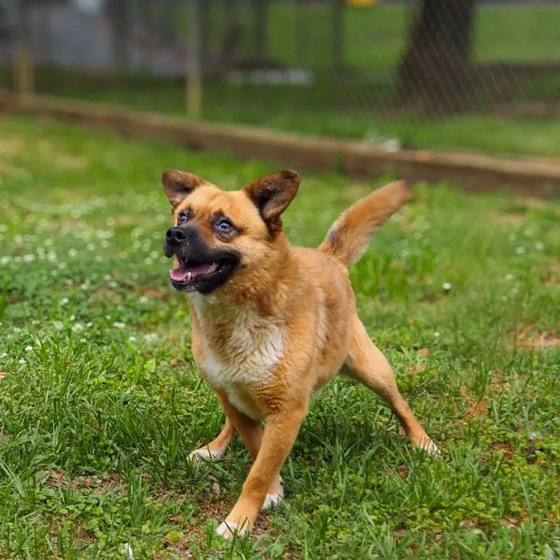 A young medium-sized male Brown / Chocolate Mixed Breed dog named Bear for adoption in Clanton, AL