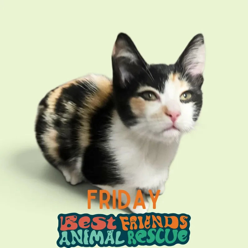 Friday