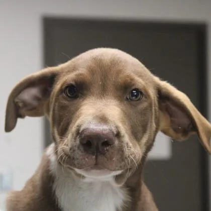 A baby large-sized male Mixed Breed dog named Tickety Toc for adoption in Munster, IN