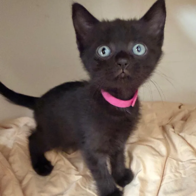 A baby small-sized female Black Domestic Short Hair cat named Raven ShawCA for adoption in Tallahassee, FL