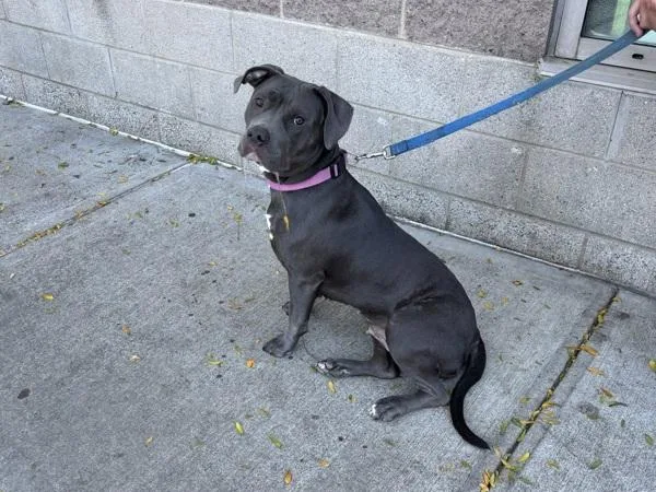 An adult medium-sized female Mixed Breed dog named Lucy Goosey for adoption in New York, NY