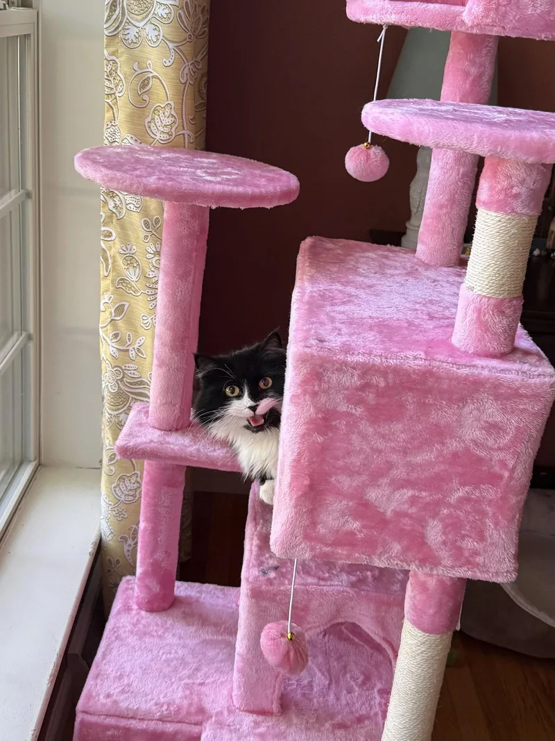 An adult medium-sized female Maine Coon cat named Sookie for adoption in Hockessin, DE