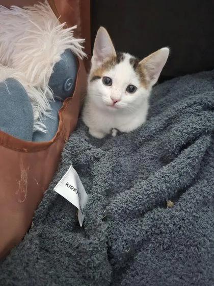 A baby small-sized female Domestic Short Hair cat named Angus for adoption in Hobart, IN