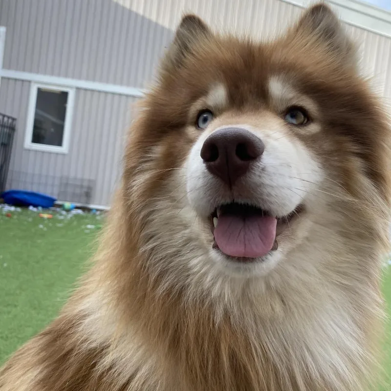 An adult medium-sized male Brown / Chocolate Husky dog named Anchovy for adoption in Bedford, NH