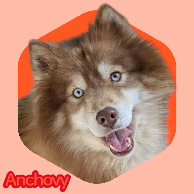 Anchovy thumbnail 3